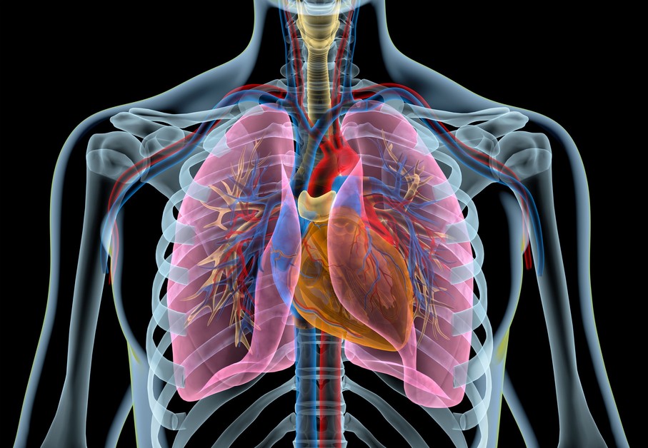 The heart & the lungs: What's the connection? | Blog | NDD Medical